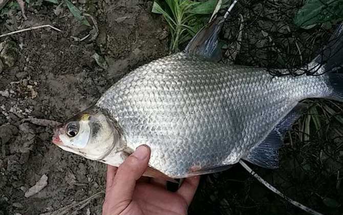 鳊鱼是钓底还是钓浮？-第1张图片