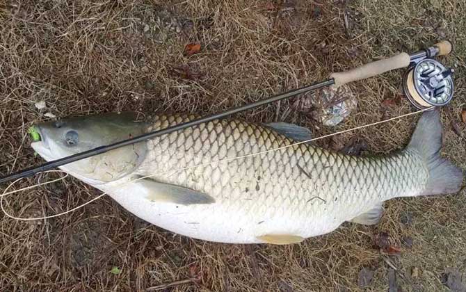 钓青鱼的最佳时间-第4张图片