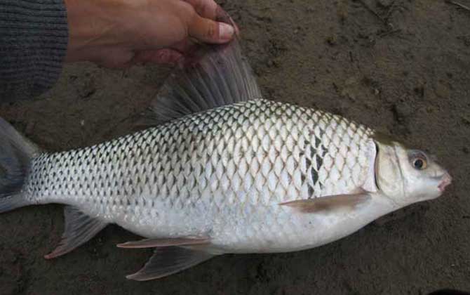 鲮鱼是海鱼还是淡水鱼？-第3张图片