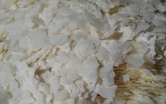 雪花粉饵料怎么使用？-第5张图片