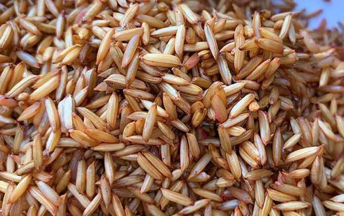 用什么窝料诱鲫鱼最快？-第4张图片