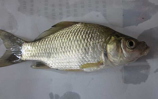 开春钓鲫鱼是钓远还是近？-第4张图片