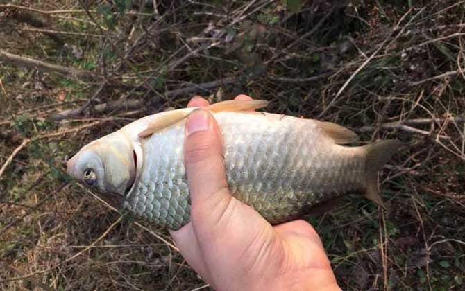 初夏钓鲫鱼技巧及注意事项-第5张图片