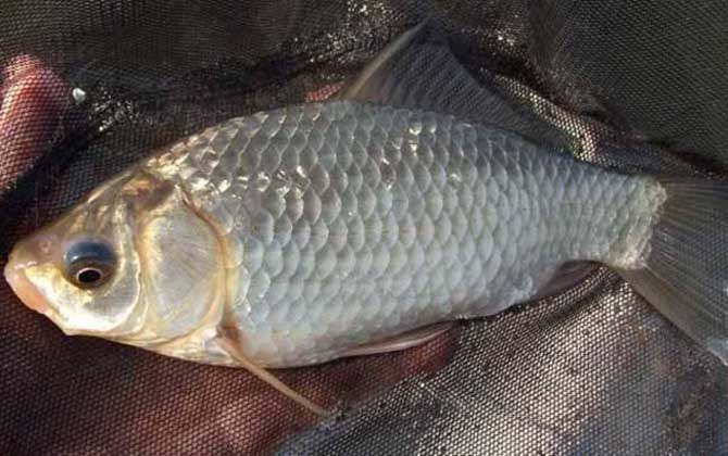 冬天钓鲫鱼用什么饵料最好？-第2张图片