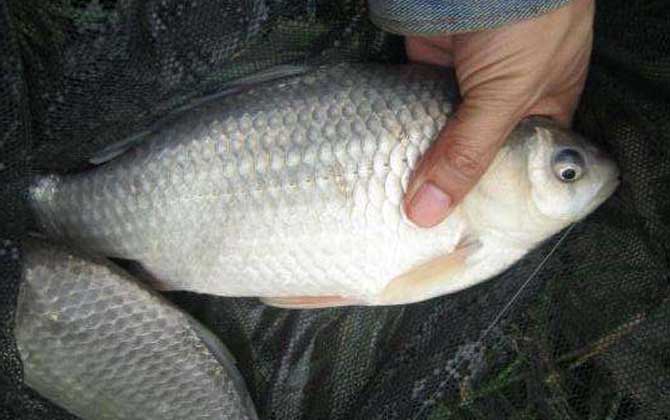 冬天钓鲫鱼用什么饵料最好？-第4张图片