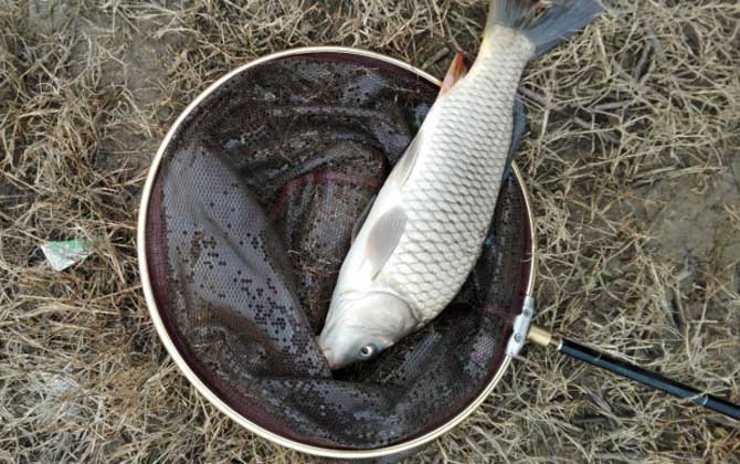 水库钓鲤鱼钓近还是钓远？-第2张图片