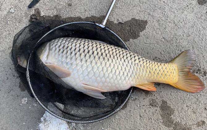 初夏钓鲤鱼饵料配方大全-第1张图片