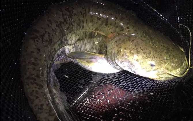 钓鲶鱼最佳时间是什么时候？-第3张图片