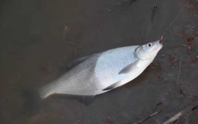 钓鳊鱼的最佳饵料配方-第5张图片