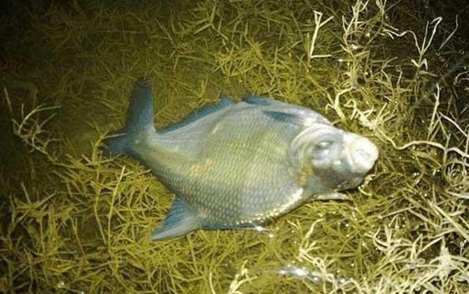 钓鳊鱼商品饵料配方大全-第4张图片