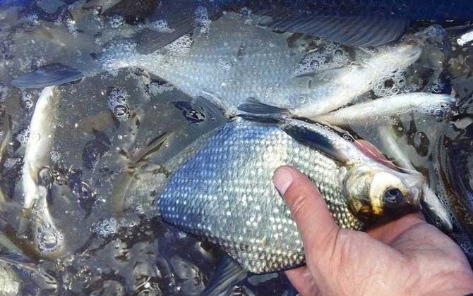 野钓鳊鱼经验及用饵技巧