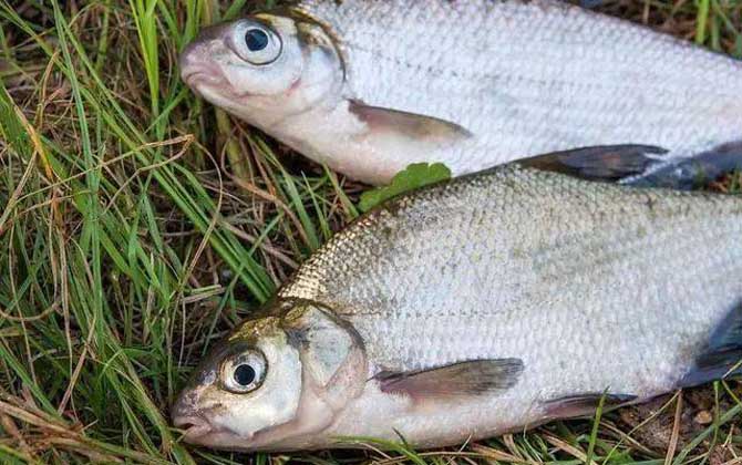 野钓鳊鱼经验及用饵技巧-第2张图片