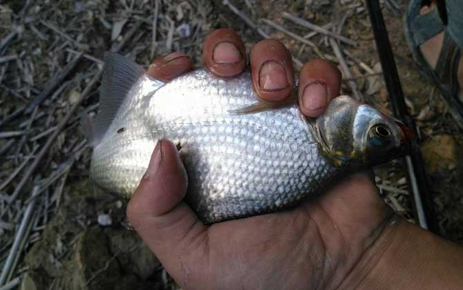 玉米钓鳊鱼是钓底还是钓浮？-第3张图片