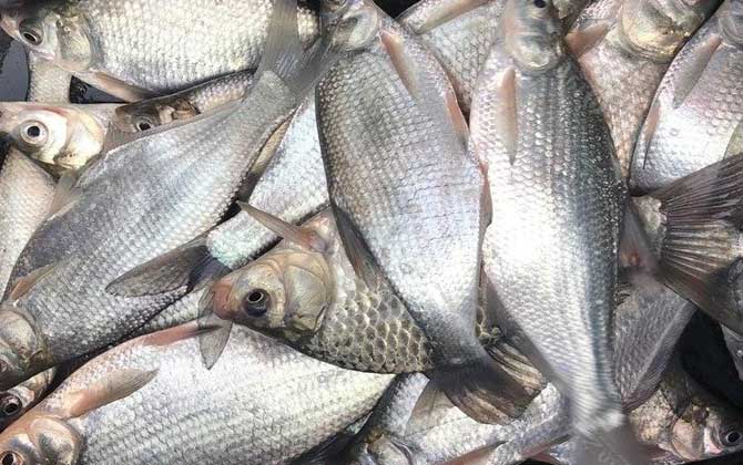 玉米钓鳊鱼是钓底还是钓浮？-第4张图片