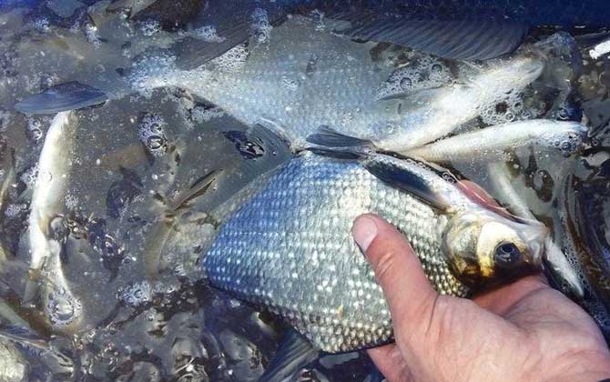 野钓鳊鱼最佳水深是多少？-第2张图片