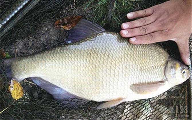 野钓鳊鱼最佳水深是多少？-第4张图片