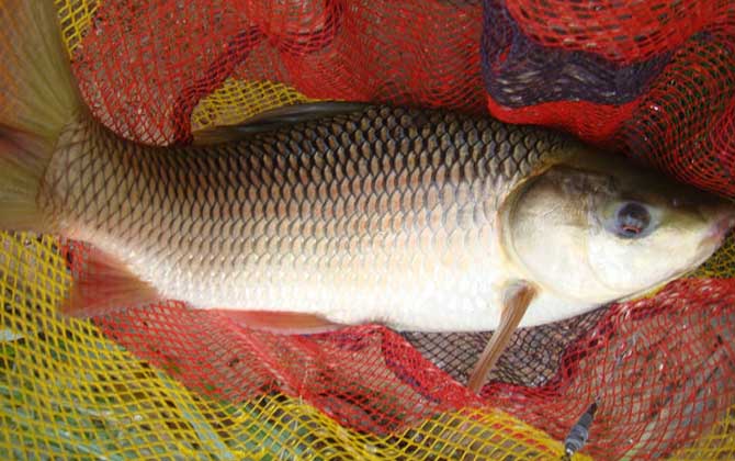 野钓鲮鱼最佳饵料配方-第4张图片