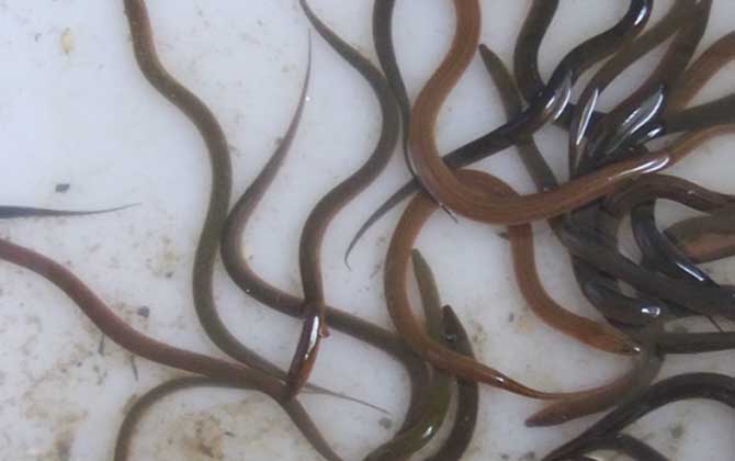黄鳝种苗价格多少钱一尾？-第3张图片