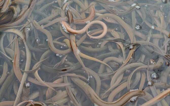 黄鳝种苗价格多少钱一尾？-第4张图片