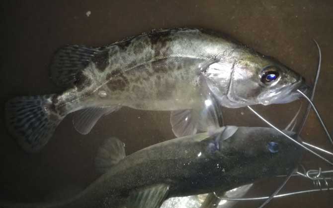鳜鱼,桂鱼怎么钓,最佳时间,钓鳜鱼口诀-第3张图片