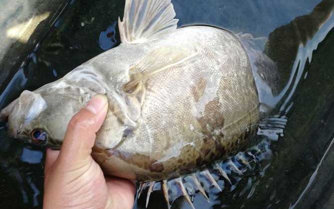 鳜鱼,桂鱼怎么钓,最佳时间,钓鳜鱼口诀-第6张图片