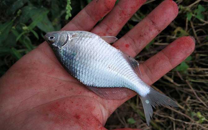 鳑鲏鱼吃什么食物？-第3张图片