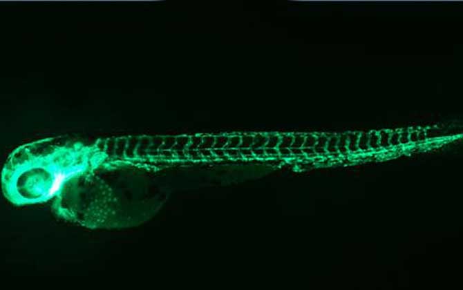 荧光斑马鱼是什么鱼？-第2张图片