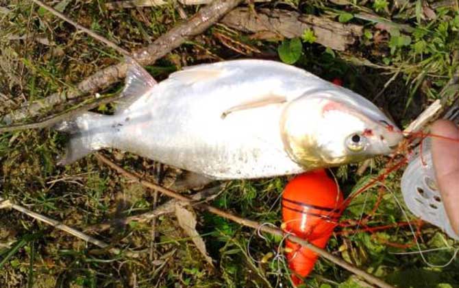 海竿钓鲢鳙最佳水深，没有一定，一般情况下都是以钓浮为主！-第1张图片