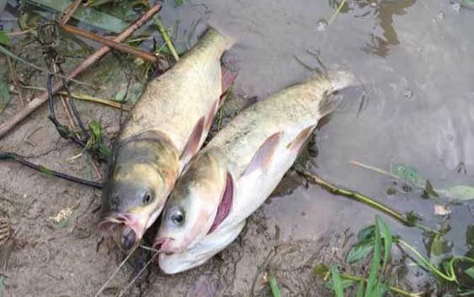 海竿钓鲢鳙最佳水深，没有一定，一般情况下都是以钓浮为主！-第2张图片