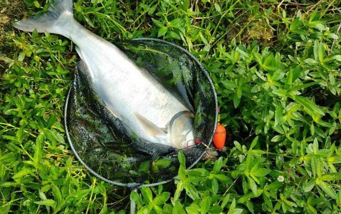 海竿钓鲢鳙最佳水深，没有一定，一般情况下都是以钓浮为主！-第3张图片