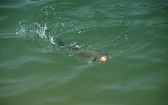 海竿钓鲢鳙最佳水深，没有一定，一般情况下都是以钓浮为主！-第4张图片