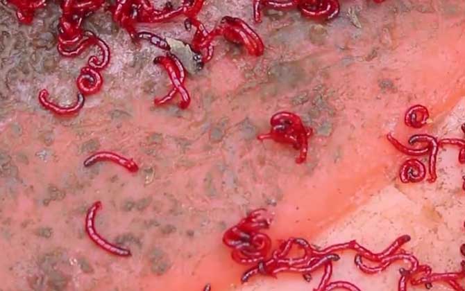 用红虫钓鱼怎么调漂？建议以钓底为主，可调水平钓1到4目！-第2张图片