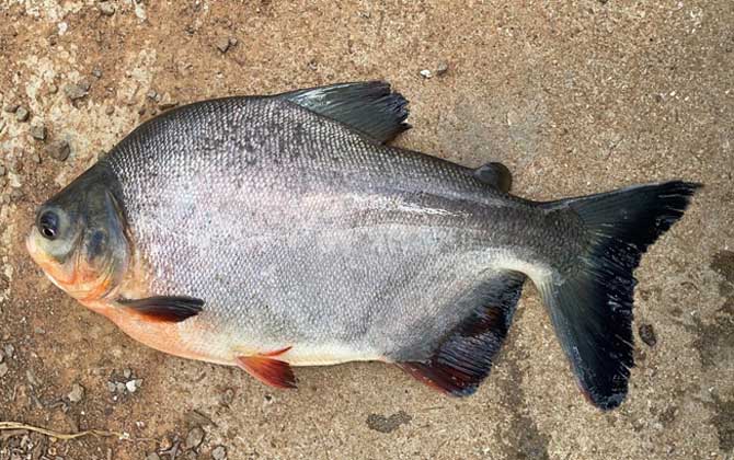 淡水白鲳是钓底还是钓浮？-第3张图片