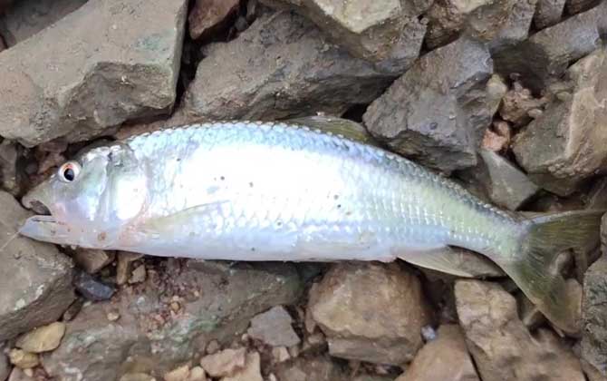 钓马口鱼最佳时间是什么时候？-第4张图片