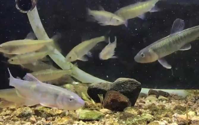 马口鱼,怎么钓,用什么饵,路亚技巧-第2张图片
