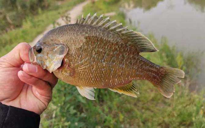 太阳鱼是海鱼还是淡水鱼？-第2张图片