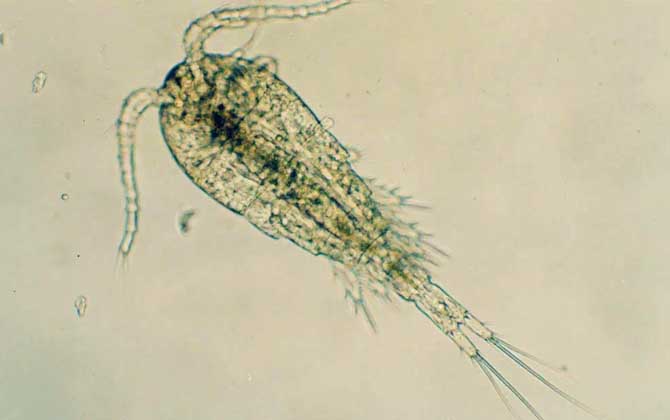 剑水蚤是什么动物？-第2张图片