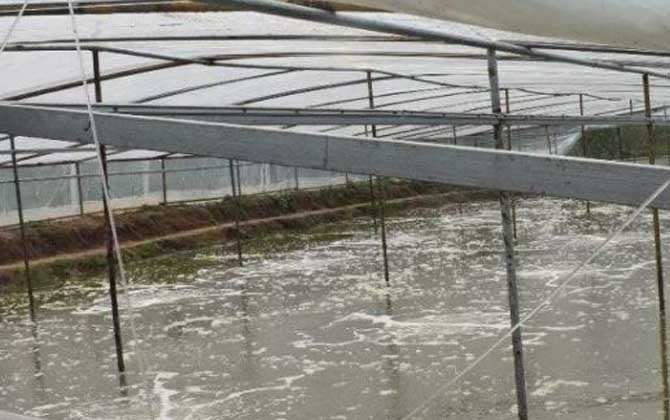 大棚养虾技术-第5张图片