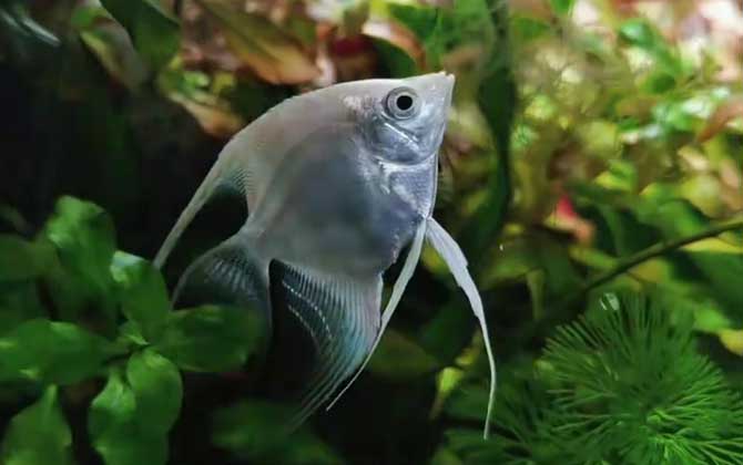 鱼缸水浑浊原因和解决方案-第3张图片