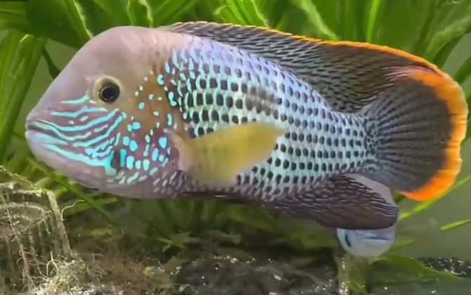 鱼缸水浑浊原因和解决方案-第5张图片