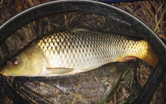 大河野钓鲤鱼自制饵料配方-第5张图片