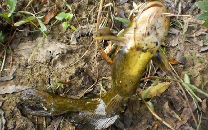 浑水钓鱼饵料好还是蚯蚓好？-第2张图片