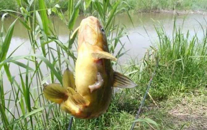 浑水钓鱼饵料好还是蚯蚓好？-第3张图片