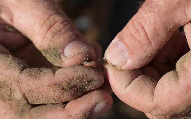 秋季钓鱼用红虫还是蚯蚓？-第4张图片