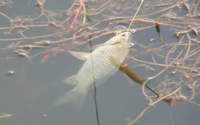 冬天钓鲫鱼钓深水还是浅水？-第3张图片