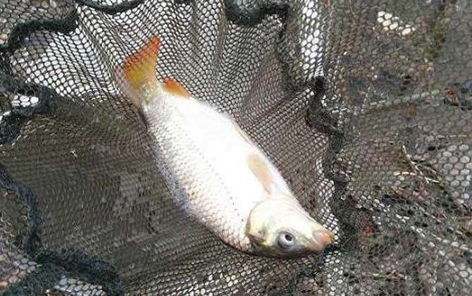 海竿钓鲤鱼用什么饵料？-第3张图片