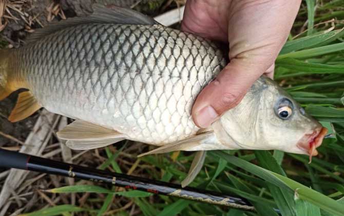 钓鲤鱼的最佳温度和天气-第5张图片