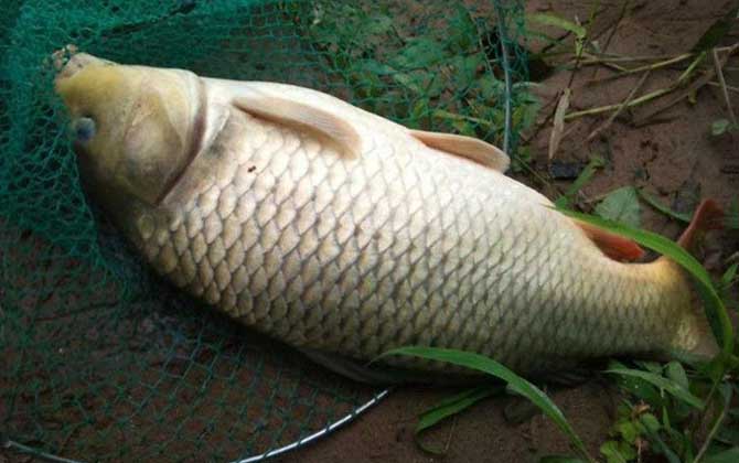 野钓鲤鱼怎么快速诱鱼？-第3张图片