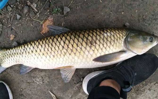 水库草鱼用什么鱼饵最好钓？