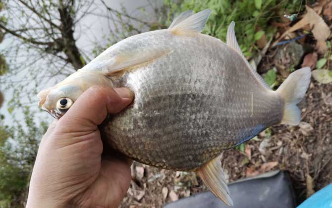 鳊花鱼是什么鱼？-第3张图片